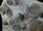 Plate of Devonian Ammonites From Morocco - #14314-2